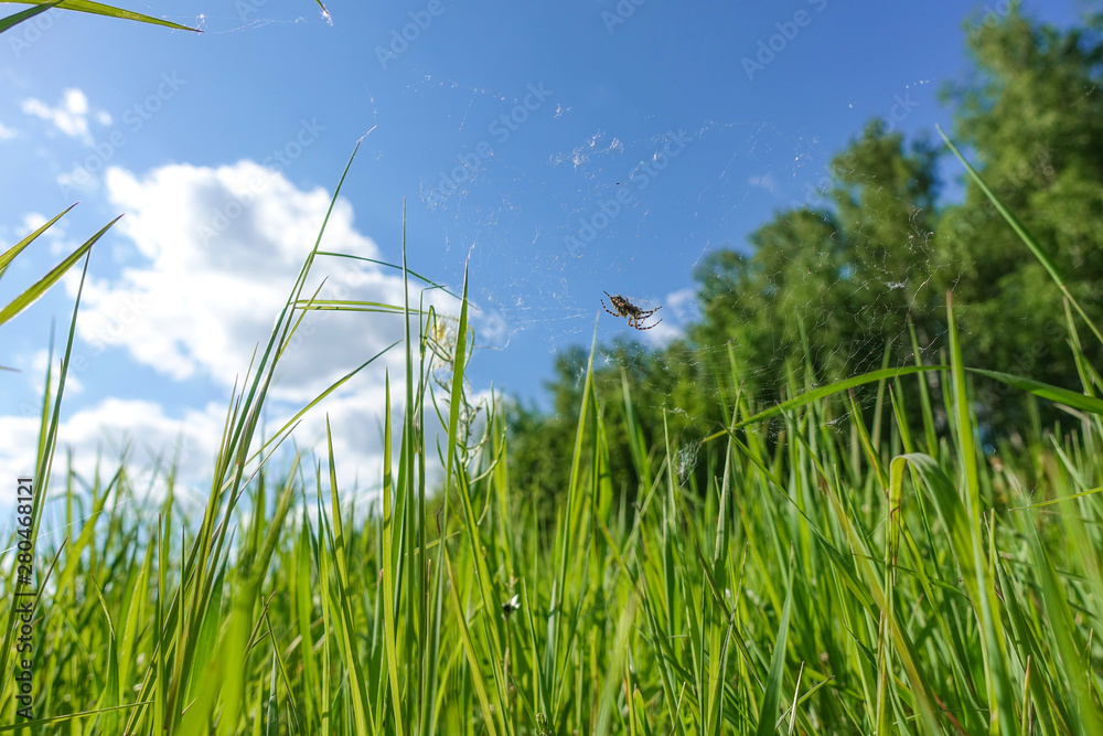 Bottom view from green grass against blue sky Bottom view from green grass against blue sky