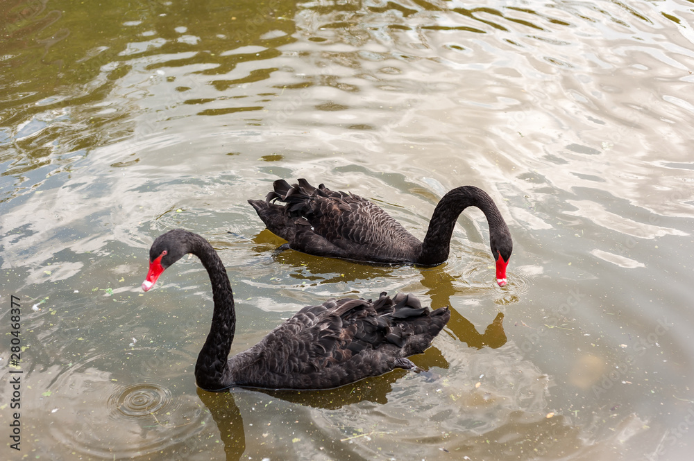 Fototapeta premium Two black swans floating on a dirty lake in polluted water