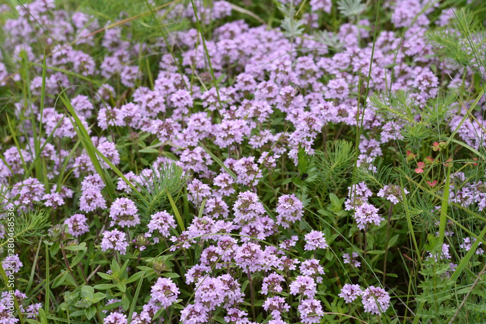 Flowers of thyme in natural environment. The thyme is commonly used in cookery and in herbal medicine.