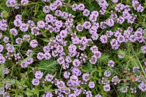 Flowers of thyme in natural environment. The thyme is commonly used in cookery and in herbal medicine.