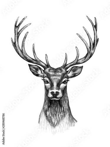 Deer Head  with Horns Pencil Drawing © val_iva