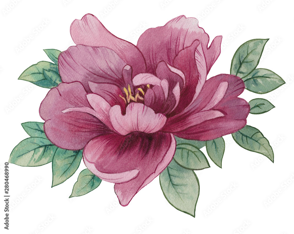 Obraz premium Peony flower drawn by watercolor. Flower with leaves Isolated on a white background. Beautiful flower for invitation card.