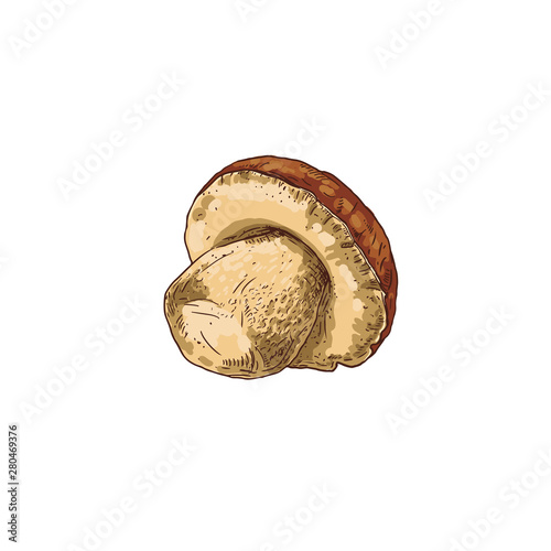 Hand-drawn colorful mushroom boletus. Isolated sketch on white background. Vector illustration.