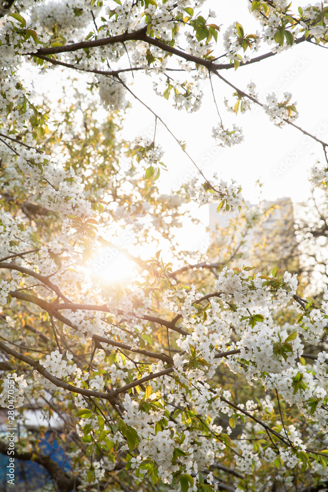 The branches of a blossoming tree. Cherry tree in white flowers and green leaves. Close-up. The branches of a blossoming tree. Cherry tree in white flowers and green leaves. Close-up.