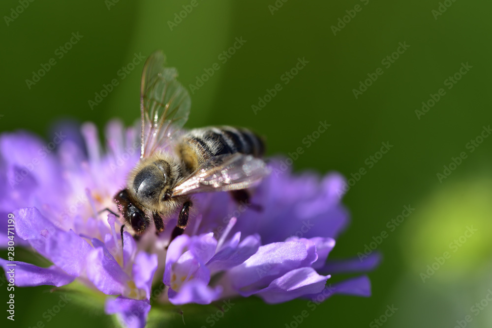 A little honey bee is sitting on a purple meadow flower in front of green background A little honey bee is sitting on a purple meadow flower in front of green background