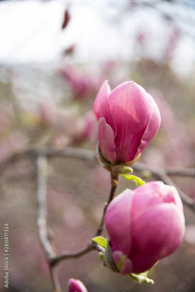 Blooming magnolia tree with  pink flowers in spring day. In the background are branches and leaves of magnolia in a botanical garden. Close-up.