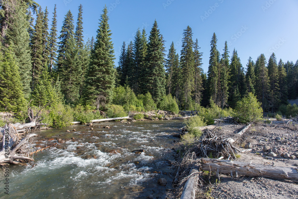 Forest and creek in Oregon Forest and creek in Oregon