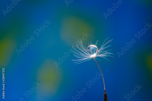 Closeup of dandelion on natural background. Abstract macro dandelion seed with a drop of dew or water on a colorful background pastel colors. Artistic beautiful image.