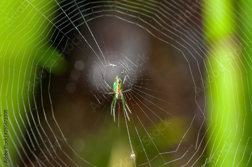 Metallic Spider on Web