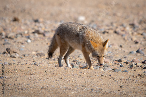 Coyote in Death Valley National Park