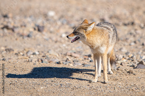 Desert Coyote, Death Valley National Park