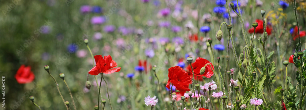 Fototapeta premium Wild Flowers