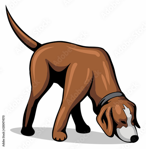 Dog sniff the ground, vector image, isolated on white background.