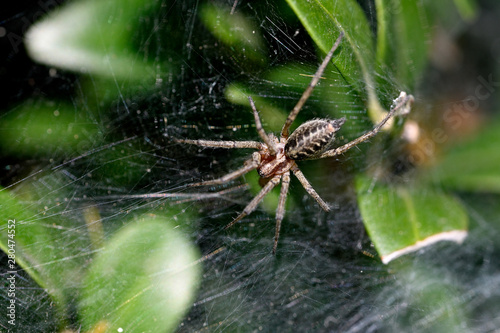 Spider on spider web near green leaves.