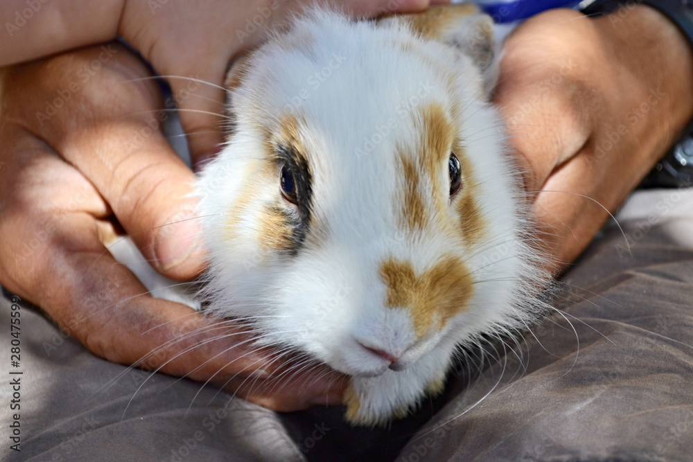 Obraz premium A man holds in strong hands a small domestic rabbit of white color with red spots. The hands of men, corns, soft and affectionate rabbit