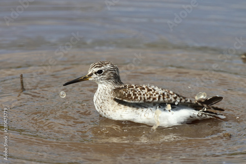 Afrikanische Schnepfe / African snipe or Ethiopian snipe / Gallinago nigripennis.. photo