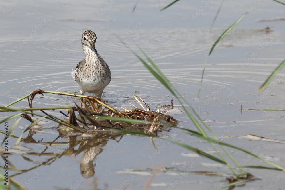 Afrikanische Schnepfe / African snipe or Ethiopian snipe / Gallinago nigripennis.. Afrikanische Schnepfe / African snipe or Ethiopian snipe / Gallinago nigripennis..