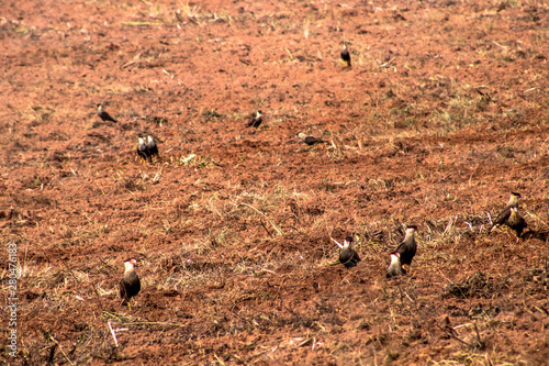 Caracara cheriway looking for food in a newly plowed area in the rural area photo