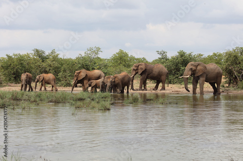 Afrikanischer Elefant / African elephant / Loxodonta africana