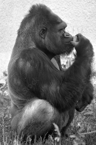 Gorillas are ground-dwelling, predominantly herbivorous apes that inhabit the forests of central Africa Fototapeta