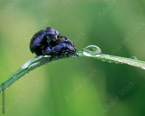 A pair of beetles mate on green grass with dew. Reproduction of insects macro. photo