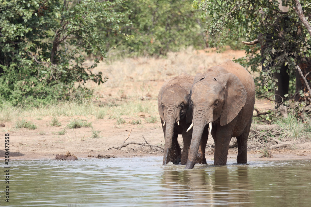 Afrikanischer Elefant / African elephant / Loxodonta africana Afrikanischer Elefant / African elephant / Loxodonta africana