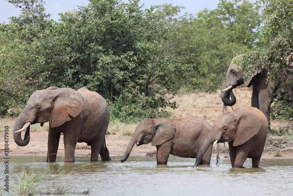 Fototapeta premium Afrikanischer Elefant / African elephant / Loxodonta africana