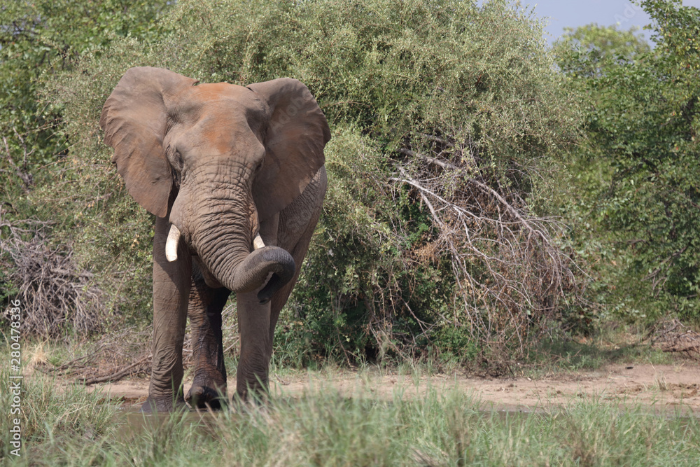 Fototapeta premium Afrikanischer Elefant / African elephant / Loxodonta africana
