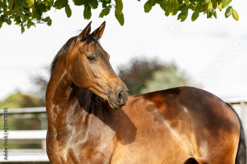 Pferdeportrait auf der Weide photo