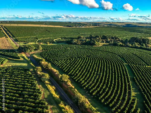 Fototapeta Naklejka Na Ścianę i Meble -  aerial viewof green coffee field in Brazil