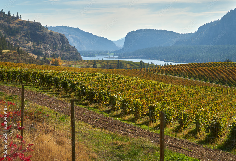 Fototapeta premium Okanagan Valley Vineyards Autumn. Hills full of vineyards in autumn in the Okanagan Valley, British Columbia, Canada. 