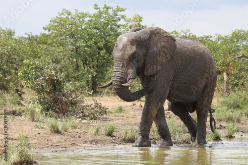 Afrikanischer Elefant   African elephant   Loxodonta africana