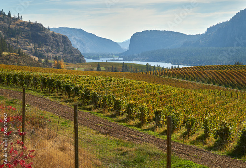 Okanagan Valley Vineyards Autumn. Hills full of vineyards in autumn in the Okanagan Valley, British Columbia, Canada. 