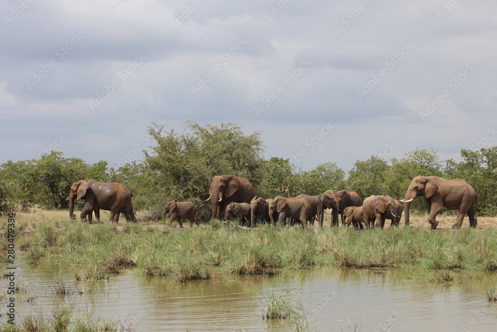 Afrikanischer Elefant / African elephant / Loxodonta africana Afrikanischer Elefant / African elephant / Loxodonta africana