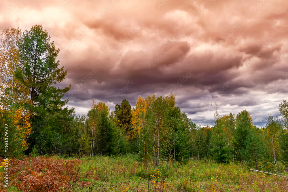 Fototapeta premium Sunset at the forest edge. Autumn landscape.