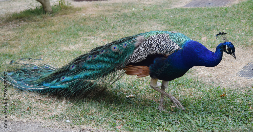 Fototapeta premium Pavo real al aire libre en un parque.