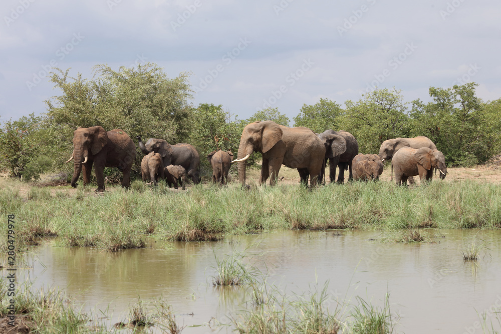 Afrikanischer Elefant / African elephant / Loxodonta africana