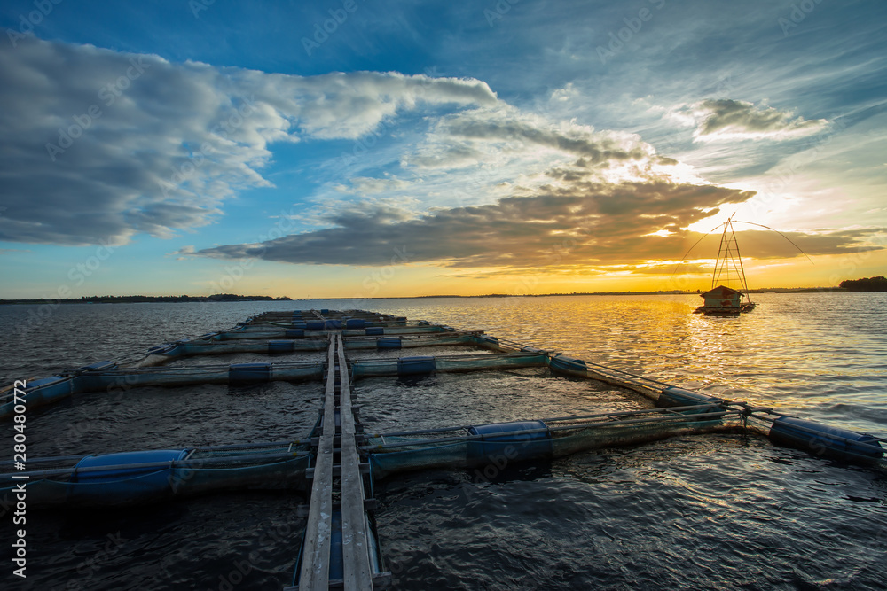 Fototapeta premium Farm, Fish, Sea Bream, Thailand, Agriculture