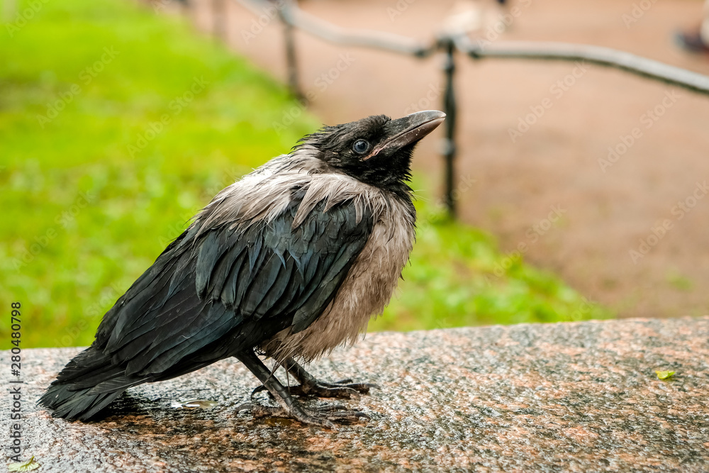 Fototapeta premium black disheveled and wet raven after a rain close up
