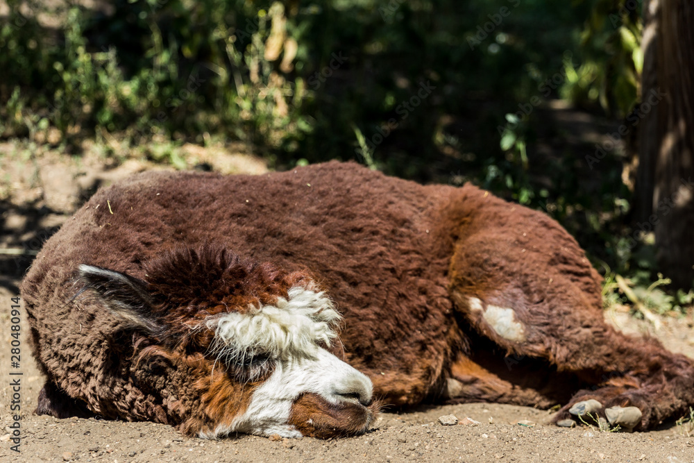 Obraz premium Brown alpaca lying on the sand. American animals in the zoo. Hoofed animals of America.