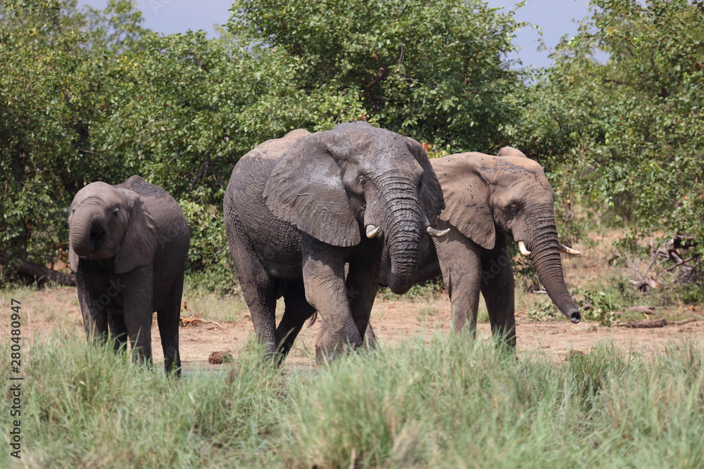 Fototapeta premium Słoń afrykański / Słoń afrykański / Loxodonta africana