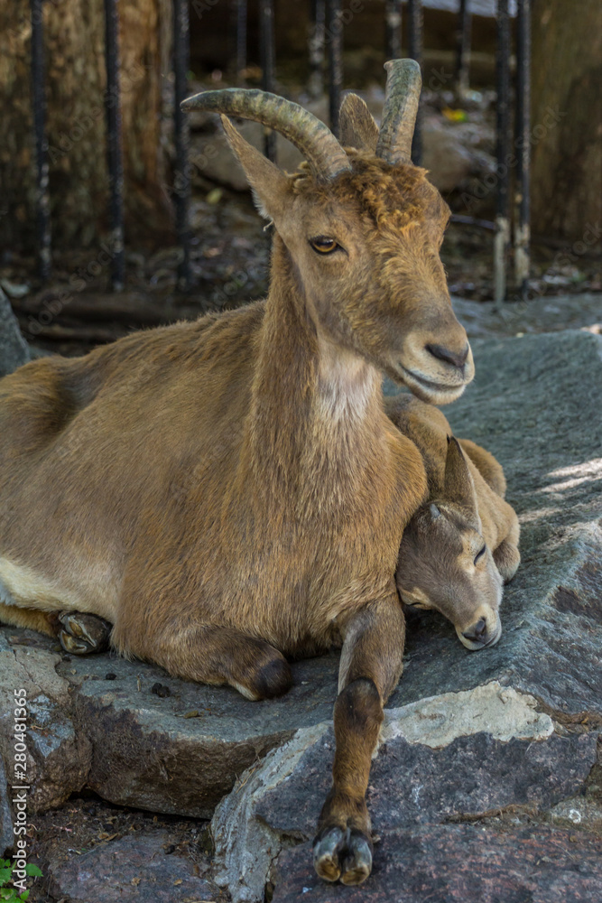 Female and cub of the East Caucasian tur (Daghestan tur) lying on the rock. Hoofed animals of the mountains, side view.