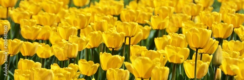 many yellow tulips in the garden
