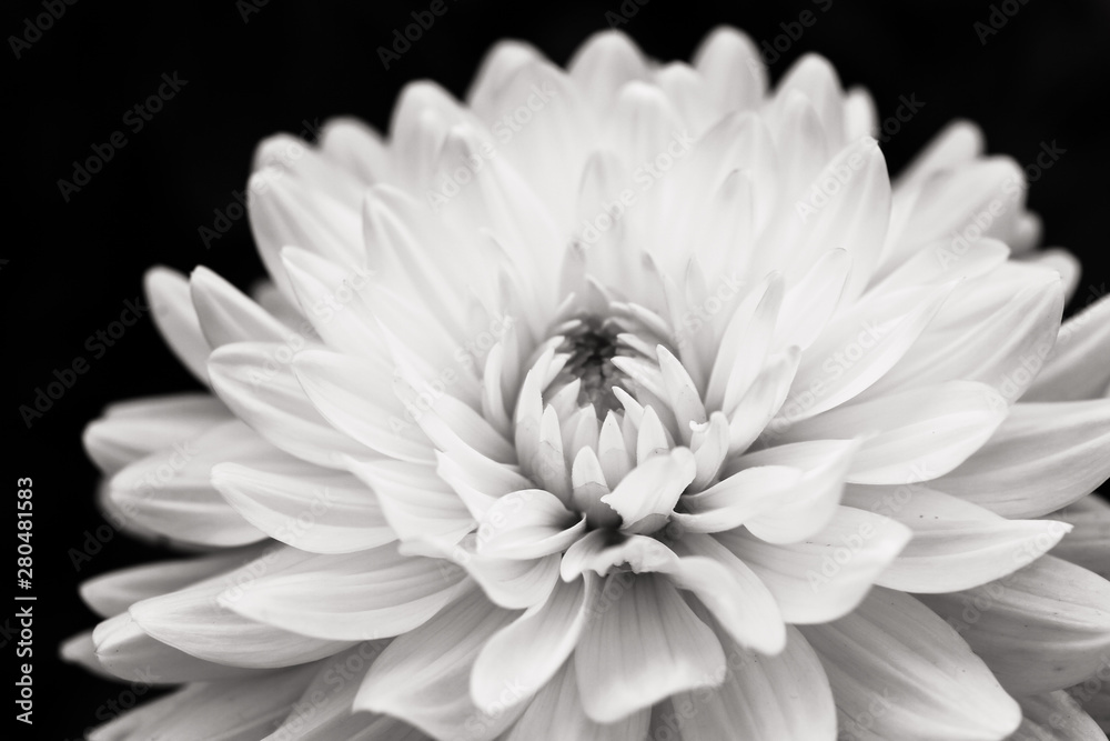Details of blooming white dahlia fresh flower macro photography. Black and white photo emphasizing texture, contrast and intricate floral patterns isolated in a dark black background.