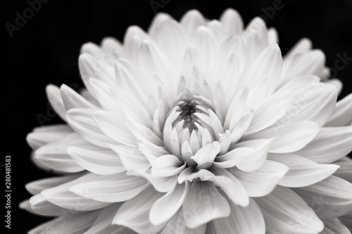 Szczegóły kwitnących białej dalii Fotografia makro świeżych kwiatów. Czarno-białe zdjęcie podkreślające fakturę, kontrast i zawiłe kwiatowe wzory na ciemnym czarnym tle.