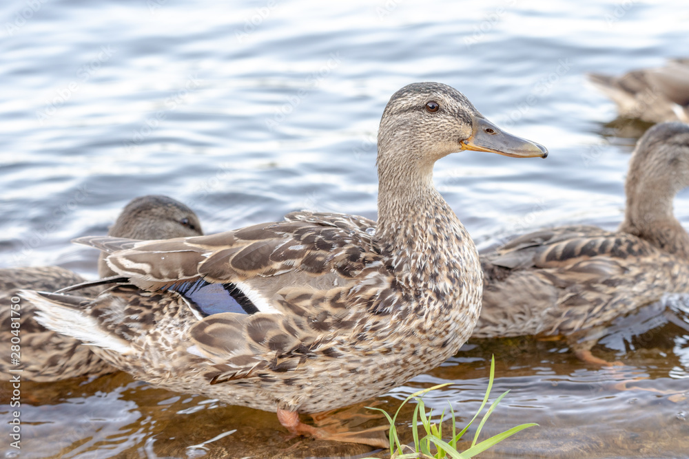 Wild duck swimming on a mountain river Wild duck swimming on a mountain river