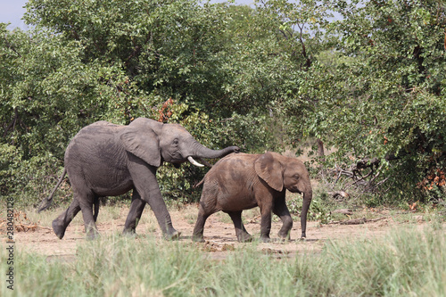 Afrikanischer Elefant   African elephant   Loxodonta africana