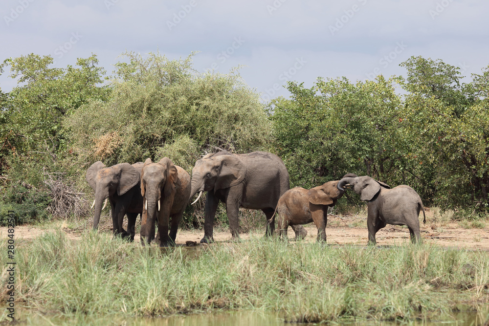 Obraz premium Afrikanischer Elefant / African elephant / Loxodonta africana