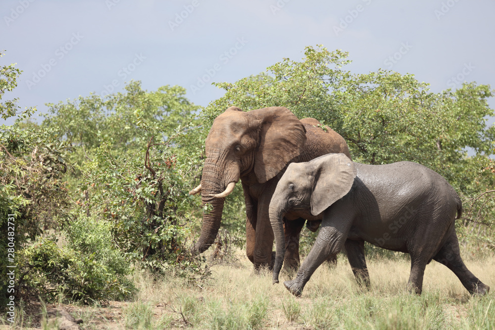 Fototapeta premium Afrikanischer Elefant / African elephant / Loxodonta africana