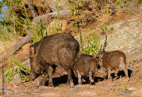  Javelina sow with her piglings go for an evening walk - Version 2